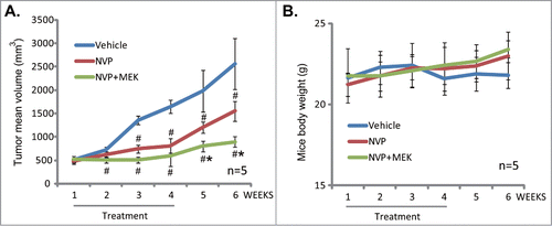 Figure 6. The activity of NVP-BEZ235 in vivo. The U2OS cell xenografted mice (5 mice per group) were treated with once daily with vehicle (10% NMP–90% PEG), NVP-BEZ235 (20 mg/kg, oral gavage, 21 days), or plus MEK-162 (MEK, 10 mg/kg, oral gavage, 21 days), tumor size was measured every week for a total of 6 weeks (A). Mice body weight was also recorded (B). #P < 0.05 vs. vehicle control group (A). *P < 0.05 vs. NVP-BEZ235 only group (A).