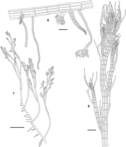 Figs 7–9. Polysiphonia foetidissima: vegetative morphology of Iberian specimens. 7. Habit of vegetative thallus. 8. Erect axis with trichoblasts three or four segments apart and branches seven or eight segments apart. 9. Creeping axis with rhizoids cut off from pericentral cells and two adventitious branches. Scale bars = 1 mm (Fig. 7) and 100 µm (Figs 8, 9).