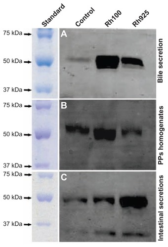 Figure 9 Western blotting analysis of IgA induction after 4 hours of oral administration of Rh100 or Rh925 particles. Western blotting analysis of IgA induction in (A) the bile (5 μg/each lane), (B) the intestinal secretions (10 μg/each lane), and (C) in PP homogenates (15 μg/each lane). Smaller thiol-organosilica particles (Rh100) induced IgA in both PP homogenates and bile secretions when compared with larger particles (Rh925); however, the opposite was true for intestinal secretions.Abbreviations: IgA, immunoglobulin A; PPs, Peyer’s patches; Rh, rhodamine B.