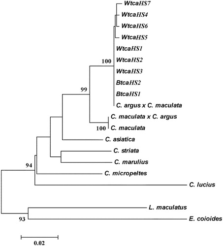 Figure 1. Molecular phylogenetic tree constructed by NJ method based on 12S rRNA gene using Kimura 2-parameter model (high bootstrap values (>80%) in 1,000 resamplings are shown at the corresponding nodes).