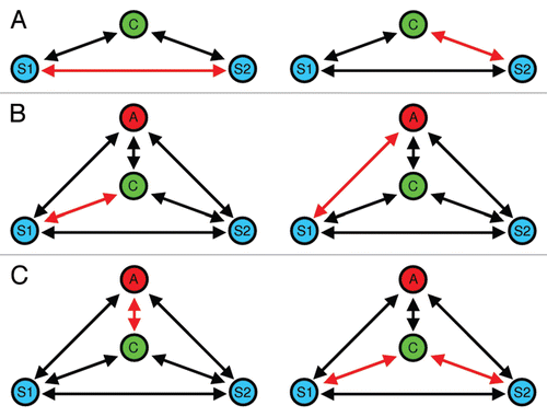 Figure 2 Different forms of social eavesdropping during mate choice in communication networks. (A) Eavesdropping on interactions between two potential mating partners: the choosing individual (C) extracts information about mate quality by observing aggressiveCitation92,Citation93 or acoustic interactionsCitation17 between two potential mating partners (S1 and S2). (B) A special form of social eavesdropping is mate choice copying, where a by-standing individual (A) extracts information about mate quality from observing sexual interactions. In the present example, A is more likely to approach S1 after having observed (C) sexually interact with S1. (C) Audience-induced changes in mate choice. The mere presence of a by-stander (the audience, (A) affects the mate choice behavior of the choosing individual (C), which may be interpreted as a strategy to reduce sperm competition risk, as A might copy C's mate choice at a later point in time.