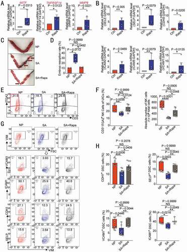 Figure 7. Rapamycin prevents pregnancy loss by promoting DSC autophagy and NK cell residence in decidua. After ESCs were treated with rapamycin (2 µM, 48 h), the transcriptional levels of MITF (n = 6), TNFRSF14 (n = 4) and MMP9 (n = 5) (A) and adhesion-related genes (n = 5) (B) were detected by RT-PCR. (C,D) At the gestation of day 13.5, embryo resorption rates were counted in normal pregnant mice (CBA/J♀×BABL/c♂, n = 6), spontaneous aborted mice (CBA/J♀×DBA/2♂) treated with vehicle (1% DMSO) (n = 4), or spontaneous aborted mouse models treated with rapamycin (n = 6, 0.04 mg/kg, three times a week). (E,F) Flow cytometry was used to detect the proportion and number of uterine CD3−ITGA2+ NK cells in PTPRC+ immune cells (n = 9) at the gestation of day 7.5. (G,H) The expression levels of adhesion molecules on VIM+ UCSs cells in the uterus of pregnant mice were also analyzed by flow cytometry (n = 9) at the gestation of day 7.5. Data were presented as mean ± SEM or median and quartile and analyzed by t test or ANOVA. *P < 0.05, **P < 0.01, ***P < 0.001, ****P < 0.0001, NS: no significance