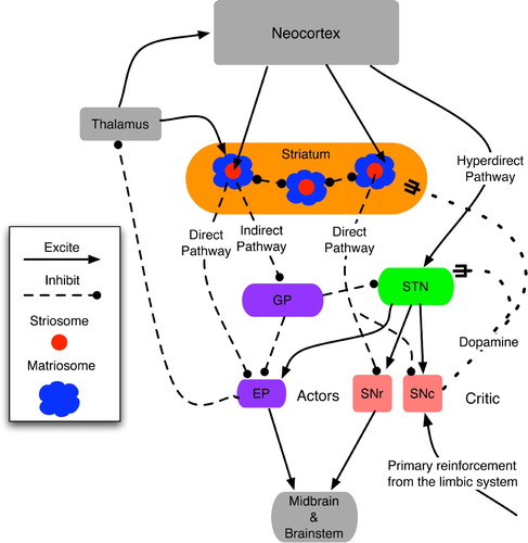 Figure 10. Functional topology of the basal ganglia and their main inputs, derived from the text and diagrams in Houk Citation(1995), Houk et al. Citation(1995a), Prescott et al. Citation(2003) and Graybiel and Saka Citation(2004). The actor denotes the direct outputs of the BG: EP and SNr, whereas the critic consists of the diffuse neuromodulatory output from SNc. Matriosomes are primarily gateways to the actor circuit, whereas striosomes have direct-pathway links to both actors and critics.