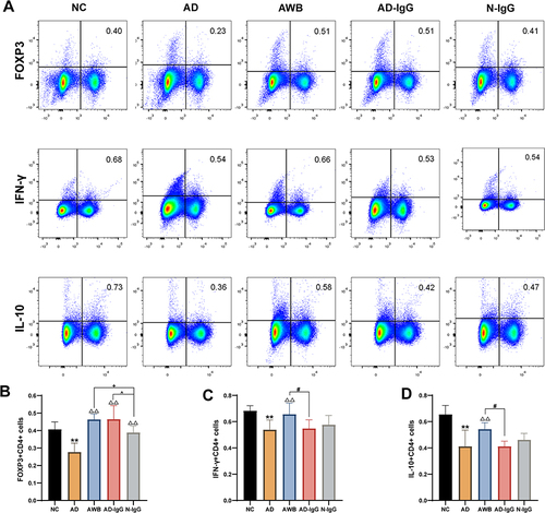 Figure 4 Effects of AWB acupoint injection on FoxP3+, IL-10+and IFN-γ+ CD4+T cells in Spleen of AD Mice (, n=6). (A) Flow cytometric profiles of FoxP3-, IL-10- and IFN-γ- producing CD4+T cells in murine spleen. (B) Proportion of cells with intracellular FoxP3, (C) IFN-γ, and (D) IL-10 in CD4+T cells. Data were expressed as means ± SEM (n = 6 in each group). In (B-D), **p < 0.01 vs NC group; ΔΔP<0.01 vs AD group. #p<0.05 AWB vs AD-IgG group; ^ p<0.05 AD-IgG vs N-IgG group; +p<0.05 AWB vs N-IgG group.