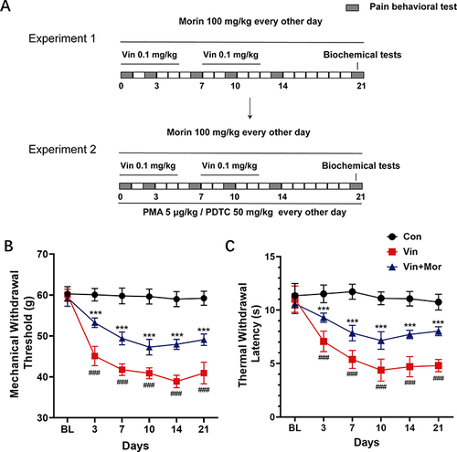 Figure 1 Morin alleviates vincristine induced allodynia. (A) The experimental protocol of this study. (B and C) Changes in MWT and TWL of rats in each group. n=6 rats for each group. ***p < 0.001 compared with control group, ###p < 0.001 compared with vincristine group. Data were shown as mean ± SD.