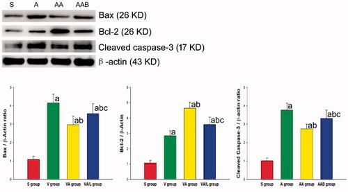 Figure 6. Ac2-26 regulated the apoptosis-related protein expression. The relative expression levels of Bax, BcL-2 and cleaved caspase-3 in the individual groups of cells were determined by western blot and quantification. The data were expressed as mean ± SD for each group, based on three separate experiments. ap < 0.05 vs. the S group; bp < .05 vs. the A group; cp < .05 vs. the AA group (Display full size, Sham group; Display full size, ARDS group; Display full size, ARDS/Ac2-26 group; Display full size, ARDS/Ac2-26/BOC group).