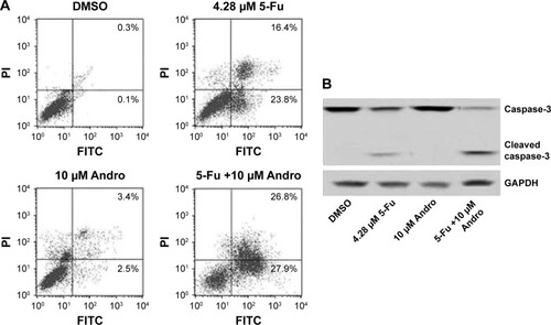 Figure 2 5-Fu-induced apoptotic activities were enhanced by Andro against HCT-116 cells in vitro.