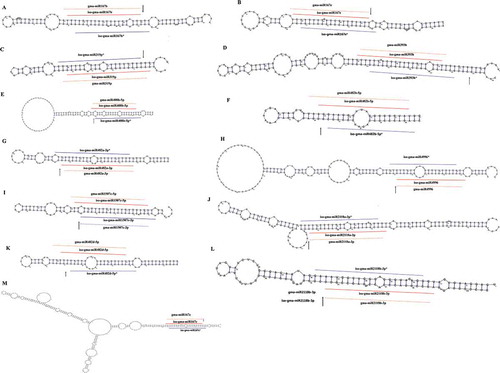 Figure 4. isomiRs uncovered in known precursors. The miRNA Digger discovered isomiRs/isomiRs* (marked with lines) and miRBase registered miRNAs counterparts (marked with dotted lines)were mapped to the pre-miRNAs. The degradome-supported DCL1-processing sites were marked with arrow.