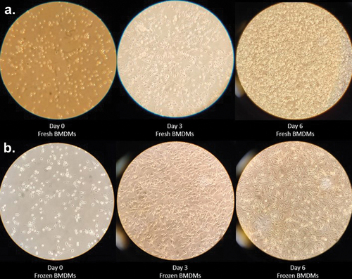 Figure 2. Similar morphology of “fresh” and “frozen” BMDMs. Freshly isolated bone marrow cells (a) or resuscitated cryopreserved BMDMs (b) were differentiated in media containing L929 for a total of 6 days. Microscopy images were taken at 40× magnification on day 0 (left), day 3 (middle), and day 6 (right) during culture. Images of BMDMs were taken from three individual mice. Data in this figure are representative of cells from one mouse.