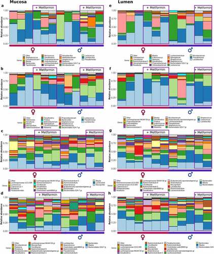 Figure 3. Microbiome composition at different sites of control diet-fed mice at the genus level – top 20 genera are shown. Mucosal layer: (a) proximal small intestine; (b) distal small intestine; (c) cecum; (d) colon. Luminal content layer: (e) proximal small intestine; (f) distal small intestine; (g) cecum; (h) colon. Samples representing mice receiving metformin treatment are highlighted. Red and blue bars under each plot indicate females and males, respectively.