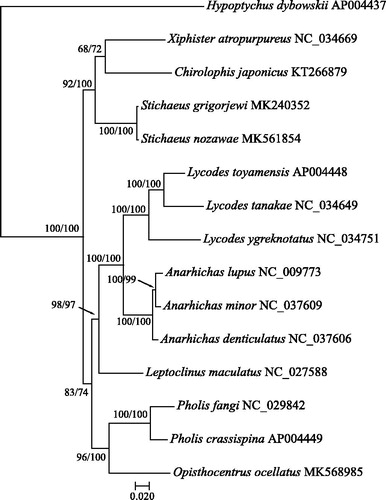 Figure 1. ML-phylogenetic tree showing the relationships among zoarcoid fishes built on complete sequences of mitogenome. Numbers in nodes indicate the values of support based on 1000 replicates of non-parametric bootstrap test in order ML/NJ.