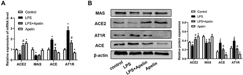 Figure 4 Treatment with apelin-13 led to down-regulation of the ACE/AT1R axis and up-regulation of ACE2 expression in LPS-treated macrophages. (A) BMDMs were treated with apelin-13 (1 umol/L) for 1 h before stimulation with LPS (1 ug/mL) for 6 h. The mRNA levels of ACE, AT1R, ACE2 and MAS were determined by real-time PCR. (B) Protein levels of ACE, AT1R, ACE2 and MAS were determined by Western blot analysis. Data were expressed as mean ± SD. *P<0.05 versus control group, #P<0.05 versus the LPS treatment group (n=3).
