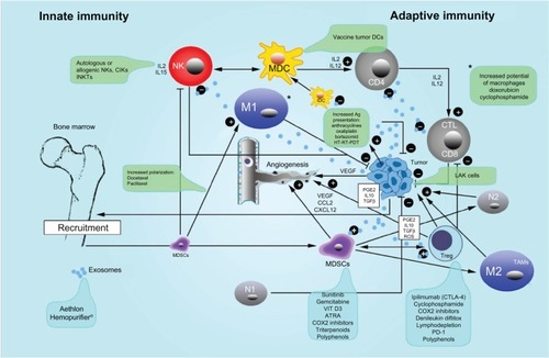 Figure 1 Innate and adaptive immunity in cancer and therapeutic interventions.