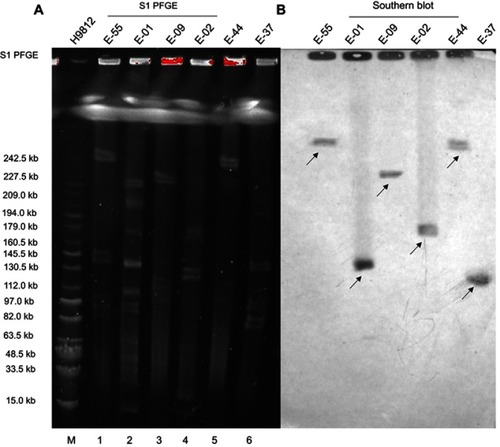Figure 3 (A) S1-nuclease pulsed-field gel electrophoresis profiles of six E. coli and (B) Southern Blot hybridization of six E. coli carrying the mcr-1 plasmid.Notes: M – Salmonella H9812 (15.0–242.5 kb); 1: E-55; 2: E-01; 3: E-09; 4: E-02; 5: E-44; and 6: E-37. The arrows in the figure represent the position of the mcr-1 plasmid.