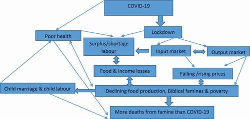 Figure 1. Potential impacts of COVID-19 on smallholders