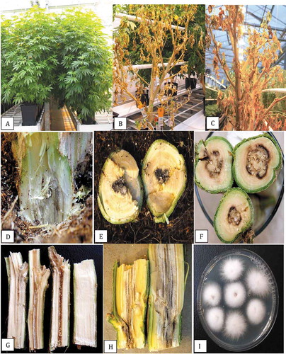 Fig. 1 Symptoms of infection caused by Fusaium proliferatum on stock (mother plants). (a) Healthy plants approximately 6 months of age. (b) Advanced infection causing yellowing and necrosis of leaves, and wilting symptoms. (c) Total collapse and defoliation of a severely diseased plant. (d) Symptoms of crown decay in the plant shown in (b) with black streaks. (e) Cross-section through a stem of a stock plant showing early internal black discoloration in the pith tissues. (f) More advanced internal stem discoloration and decay of the pith and xylem tissues. (g) Pith decay resulting from infection by F. proliferatum at a distance of 100 cm from the crown. Stem on the far right is from a healthy plant. (h) More advanced pith decay showing black streaks in the pith and shredding of the tissues. (i) Colonies of F. proliferatum recovered from diseased pith tissues shown in (g)