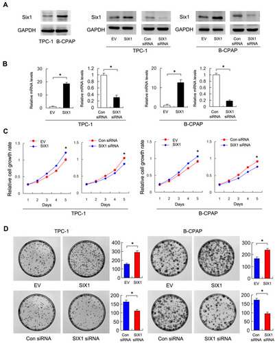 Figure 2 Six1 regulates cell proliferation in thyroid cancer cells. (A) Six1 protein expression in a 3 cell lines. Western blot showed efficiencies of Six1 plasmid transfection and siRNA knockdown in TPC-1 and B-CPAP cell lines. (B) Realtime PCR showed that Six1 transfection and siRNA knockdown efficiency in both TPC-1 and B-CPAP cell lines. (C) CCK-8 assay showed that that Six1 depletion downregulated the proliferation rate while Six1 overexpression upregulated proliferation rate in both TPC-1 and B-CPAP cells. (D) Colony formation assay demonstrated that Six1 overexpression upregulated colony number while Six1 depletion downregulated colony number in both cell lines. *p<0.05.