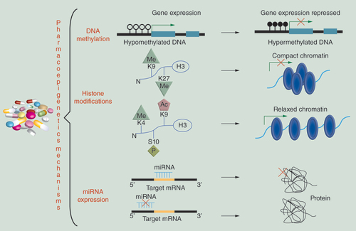 Figure 1.  Modes of epigenetic modulation by antipsychotic drugs.Antipsychotic drugs can induce methylation (hypo/hyper) changes resulting in altered (increased/decreased) gene expression, differential histone modifications resulting in condensed or relaxed chromatin or miRNA expression (over/repressed) resulting in altered gene expression.