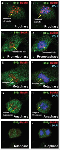 Figure 6. B56γ is present near or co-localizes with BubR1 throughout mitosis. (A, B) Merge images show B56γ (green) and BubR1 (red) in close proximity during prophase in condensed chromatin (yellow arrow). At prometaphase, co-localization was observed at the chromosomal circle (C, D). B56γ and BubR1 were present at the metaphase plate (E, F) and in the separating daughter chromosomes in anaphase (G, H). BubR1 expression diminishes by telophase (I, J). Representative immunofluorescence images from 3 independent experiments were obtained using a 60X objective.