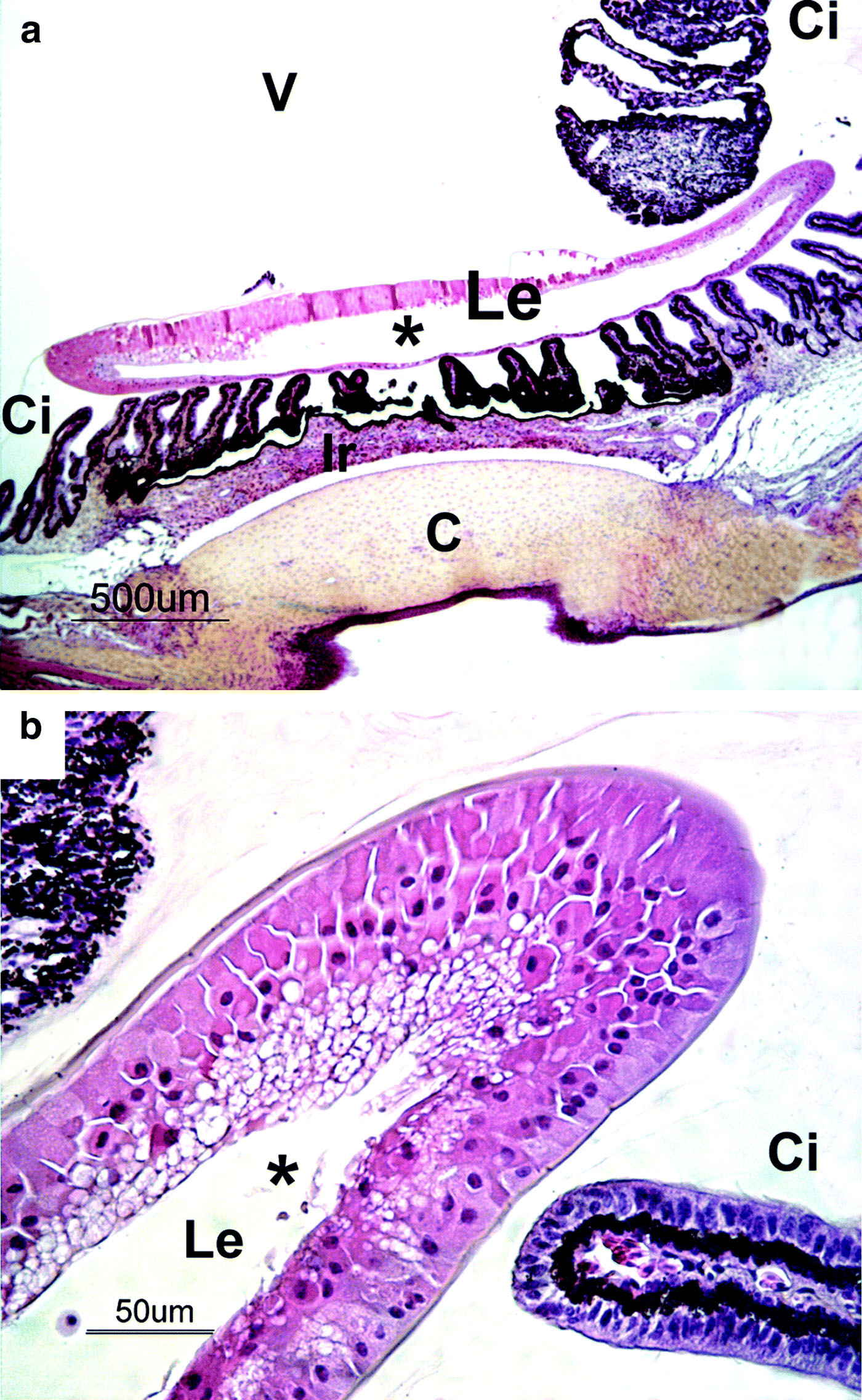 Figure 2.  Section of the eye from a 1-day-old duck: (a) low magnification and (b) high magnification. The anterior cortex and the nucleus of the lens (Le) were replaced by an amorphous eosinophilic material (fibre liquefaction), forming a cavity (*). Lenticular epithelial cells showed cytoplasm vacuolation and ballooning degeneration. C, cornea; Ci, ciliary bodies; Ir, iris; V, vitreous. Haematoxylin–eosin–saffron staining.