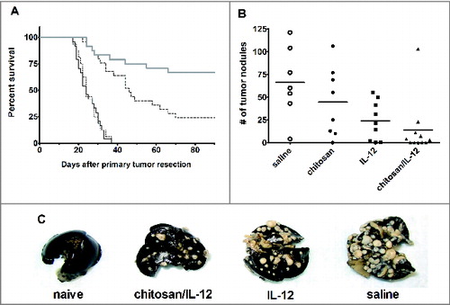 Figure 2. Neoadjuvant chitosan/IL-12 reduces mortality and incidence of distant site metastasis. (A) Balb/c mice bearing 4T1 primary tumors were treated i.t. with chitosan/IL-12 (2 μg) (thick gray line), IL-12 alone (dashed line), chitosan alone (dotted line), or saline (solid black line) on days 6, 9, and 12 post-implantation. Primary tumors were resected on day 15. Mice were followed for the development of lung metastasis. Any mouse exhibiting obvious signs of distress was euthanized and lungs were examined to confirm presence of metastatic disease. Survival was tracked for at least 90 d after resection. (B) In a separate study, mice were euthanized five weeks post-resection. Lungs were removed, infused with India ink, and enumerated under a stereomicroscope. (C) Representative images of lungs from mice receiving neoadjuvant chitosan/IL-12, IL-12 alone or saline five weeks after resection. Lungs from an age-matched naïve, healthy mouse is included for reference.