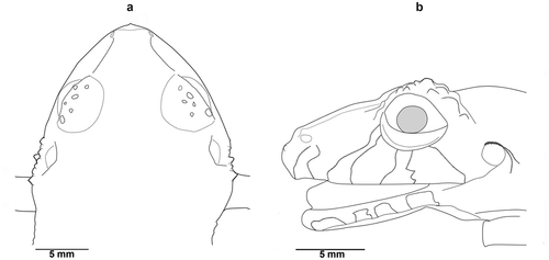 Figure 1. Preserved holotype of Pristimantis ledzeppelin sp. nov., ZSFQ 1872, adult female, SVL = 36.1 mm (a) Head detail in dorsal view (b) Head detail in lateral view. Illustration by Carolina Reyes-Puig