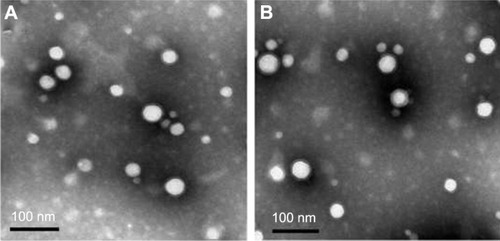Figure 1 TEM characterization of Fab′-Cur-NPs (A) and TMAB-Cur-NPs (B).Abbreviations: TEM, transmission electron microscope; Cur, curcumin; Fab′-Cur-NPs, fragment Fab′-modified curcumin nanoparticles; TMAB-Cur-NPs, trastuzumab-modified curcumin nanoparticles.
