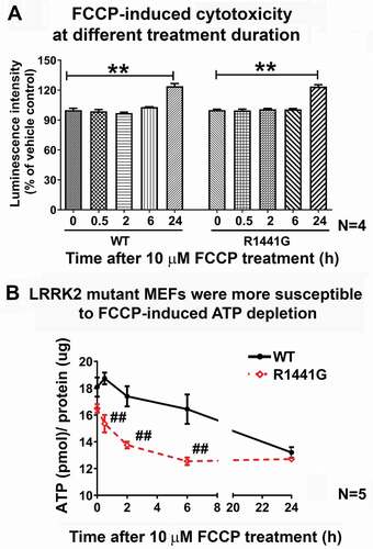 Figure 4. LRRK2R1441G mutant mouse embryonic fibroblasts (MEFs) were more susceptible to FCCP-induced ATP depletion than WT control cells. (a) FCCP is an oxidative phosphorylation uncoupler which depolarizes and causes damage to mitochondria. A treatment time point of FCCP (10 µM) before cell death occurred was determined in WT and LRRK2 mutant MEFs using the ToxiLight™ Nondestructive Cytotoxicity BioAssay Kit. No obvious cell death was observed under FCCP (10 μM) toxicity within 6 h of treatment in both WT and mutant MEFs (N = 4). Each experiment was performed in triplicate. Statistical significance between groups was analyzed by one-way ANOVA. **P < 0.01. (b) Intracellular ATP level was significantly lower in mutant MEFs compared to WT at 0.5, 2 and 6 h after FCCP (10 μM) treatment. Data represents mean ± standard error of mean (SEM) from five independent experiments (N = 5). Statistical significance among groups was analyzed by one-way ANOVA. ##P < 0.01 represents statistical significance between WT and mutant MEFs at the same time point of FCCP treatment