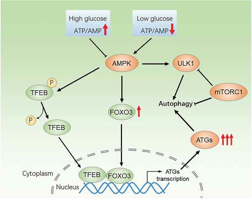 Figure 5. A working mode for AMPK-FOXO3 and AMPK-TFEB in regulation of autophagy signaling pathway. AMPK can promote the transcription of autophagy related genes by activating FOXO3 and TFEB, the vital AMPK-dependent transcription factors, and then up-regulate autophagy level. The increase of the ATP/AMP ratio caused by high glucose condition can inhibit AMPK, thus inhibits autophagy through the blockade of AMPK-FOXO3 and AMPK-TFEB pathway