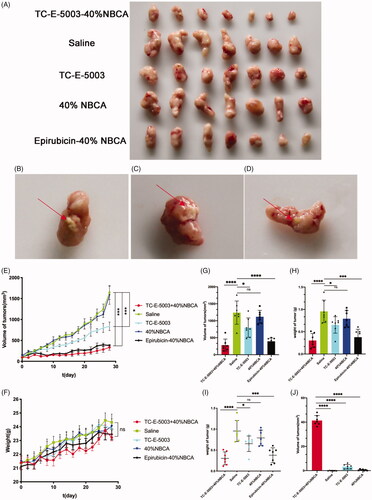 Figure 7. The INEI system improves the chemotherapy efficiency of TC-E-5003. (A–D) The photographs of tumors in each group and partially residual INEI system. The tumors were peeled off 24 h after the final dose. (E) Tumor volume curve in the groups that the mice were treated with different preparations. The tumor volume was documented every other day during the treatment. Volumes of tumors were measured with a caliper every two days. The volume of the tumor was calculated by the formula: V = (length) × (width)2/2, (L (mm) and W (mm) are the tumor dimensions at the longest point and widest point). (F) Bodyweight curve in the groups that the mice were treated with different preparations. The body weight was documented every other day during the treatment. After 28 days, all the mice were sacrificed, and the tumors from each group were weighed (G-I). The weight and volume of tumor masses upon INEI treatment. Mice were subjected to a single inti-tumoral injection of 30 µL of saline (green), 40% NBCA of INEI (blue), TC-E-5003 (containing 0.5 mg, sky blue), 0.5 mg TC-E-5003-40% NBCA of INEI (red) and 0.15 mg epirubicin-40% NBCA of INEI (black). (J) The residual of TC-E-5003 in tumor masses. *p < .05, ****p < .0001.