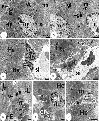 Figure 2. Representative liver section electron microscopy photographs. (a–d) Samples from control rats. n, hepatocyte nucleus; m, mitochondria; er, smooth endoplasmic reticulum; ger, rough endoplasmic reticulum; lz, lysosome; s, bile canalicule; gl, glycogen; j, junctional complex; He, hepatocytes; E, endothelial cell; si, sinusoid; er, erythrocyte; K, Kupffer cell; asterisk shows space of Disse. (e–g) Samples from LF-treated rats. L, lipid droplet; v, vacuole; n, hepatocyte nucleus; E, pycnotic endothelial cell nuclei; er, erythrocyte; sl, secondary lysosome in Kupffer cell; He, hepatocytes; m, mitochondria; black arrow: flattened hepatocyte microvilli; white arrow: electron-dense material in space of Disse similar to cytoplasmic particles containing cellular debris; black arrowheads: myelin-like membranes of primary lysosomes; asterisk shows enlarged distance between cells, including bile canalicule. Scale = 0.5 µm.