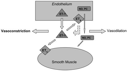 Figure 2 A schematic diagram of the known effects of endothelin-1 on the endothelium and smooth muscle. The dashed line indicates an inhibitory effect. Abbreviations: ET-1, endothelin-1; NO, nitric oxide; PC, prostacyclin; ETA, endothelin-A receptor, ETB, endothelin-B receptor.
