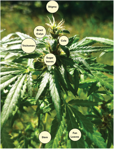 Figure 2. Anatomy of a cannabis plant.