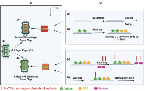 Figure 7. Diagrammatic illustration of a simple, multilayered paper-based microfluidic chip with a manually controllable flap for the noninvasive sample preparation and detection of clenbuterol from swine hair samples using SERS. Adapted with permission from Ref. [Citation112].