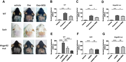 Figure 2 WSS ameliorated pruritus by inhibiting MrgprB2 receptor on mast cell. (A) The skin lesions in mice induced by oxazolone. (B) The WSS could significantly reduce the scratching behavior of ACD model in C57BL/6J mice. (C) The WSS could slightly reduce scratching behavior in ACD model of Sash mice. (D) The WSS could slightly reduce scratching behavior in ACD model of MrgprB2−/− mice (*p < 0.05, **p < 0.01, ***p < 0.001, one-way ANOVA analysis followed by Dunnett’s multiple comparisons test). (E) WSS and ketotifen (10 mg/kg, ig) could reduce the scratching behavior of C57BL/6J mice induced by compound 48/80 (**p < 0.01, ****p < 0.0001, one-way ANOVA analysis followed by Dunnett’s multiple comparisons test). (F and G) WSS had no synergistic effect on the scratching behavior in Sash or MrgprB2−/− mice induced by compound 48/80.