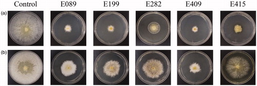 Figure 3. Mycelial growth of R. quercus-mongolicae on culture media containing unheated or heated culture filtrate of endophytic fungal isolates at 5 days after inoculation in the dark at 25 °C (a: unheated media; b: heated media).