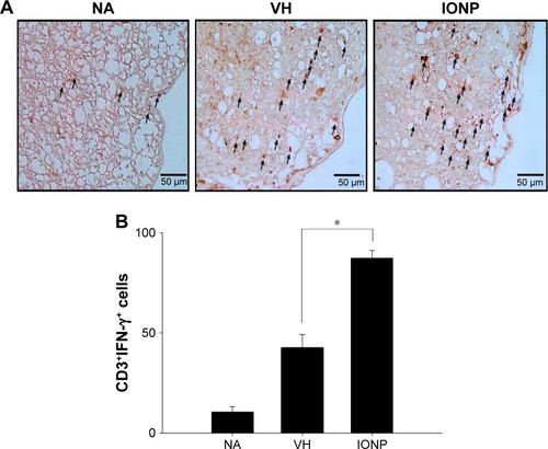 Figure 8 Treatment with ferucarbotran increased the number of CD3+IFN-γ+ cells in the spinal cord of EAE mice.Notes: (A) Representative tissue sections double stained for CD3 (brown) and IFN-γ (red) are shown. The lower panels are enlarged images of the dashed boxes. Arrows indicate CD3+IFN-γ+ cells. (B) The number of double-positive cells is expressed as the mean ± standard error of 8–11 samples per group. *P<0.05 compared to the VH group. The results are representative of three independent experiments.Abbreviations: EAE, experimental autoimmune encephalomyelitis; IFN-γ, interferon-γ; IONP, iron oxide nanoparticle; NA, naïve; VH, vehicle.