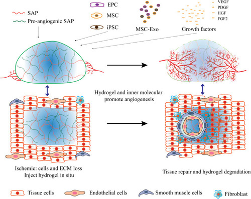 Figure 2 Self-assembling peptides in angiogenesis. Hydrogels formed by pro-angiogenic SAPs, or combined with pro-angiogenic cells, exosomes and growth factors promote angiogenesis.