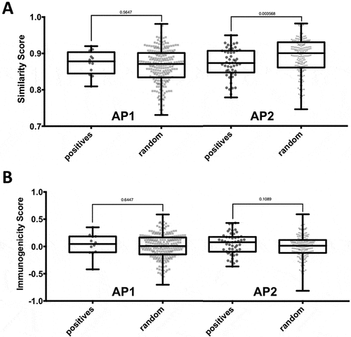 Figure 4. Impact of nature and position of amino acid substitutions on immunogenicity. Epitopes of the two affinity patterns (APs), i.e. AP1 (increased binding of mutated peptide) and AP2 (no significant increase in binding), were compared to the corresponding background control peptides. (A) The nature of amino acid substitutions does not impact immunogenicity of neoepitopes. The BLOSUM62 matrix was used to assess the degree similarity of the mutated peptide to the non-mutated counterpart in the epitope and background control datasets. The difference in similarity scores between epitopes and background control peptides was found to be significant for peptide pairs in AP2 (p = 0.003568, two-tailed Mann0Whitney test). (B) The type of specific residues found at mutated position contributes to the intrinsic immunogenicity of neoepitopes. The IEDB immunogenicity prediction tool was used to assess the immunogenicity of mutated and non-mutated peptides in the epitope and background control datasets. No significant difference between the immunogenicity scores of epitopes and background control peptides was