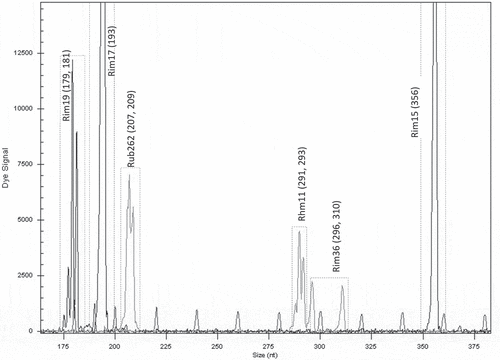 Figure 7. Electrotraces for identification of the cultivar ‘Polka’ based on combination of six microsatellite loci