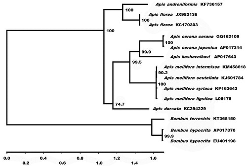 Figure 1. Phylogenetic relationships (maximum likelihood) of the genus Apis and Bombus of among the members of Apinae based on the nucleotide sequence of 13 protein-coding genes regions in the mitochondrial genome. The numbers beside the nodes are percentages of 1000 bootstrap values. The Bombus terrestris and B. hypocrita were used as an outgroup. Alphanumeric terms indicate the GenBank accession numbers.