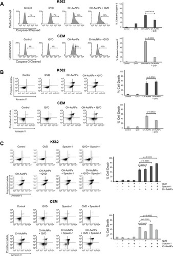 Figure 6 Role of apoptosis and autophagy in K562 and CEM cells after CH-AuNPs treatment. (A) Cleaved caspase-3 analysis (left) and quantification (right), using QVD as a pan-caspase inhibitor, in K562 and CEM cells at 24 hrs of treatment with CH-AuNPs. (B) Cell death analysis (left) and quantification (right) using QVD in K562 and CEM cells after CH-AuNPs for 24 hrs. (C) Cell death analysis (left) and quantification (right) during inhibition with Spautin-1 (autophagy inhibitor) and QVD (pan-caspase inhibitor) in K562 and CEM cells treated with CH-AuNPs.