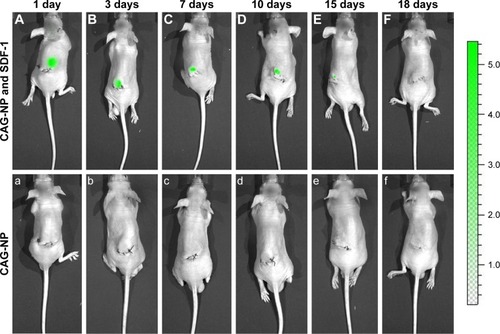 Figure 8 In vivo recruitment of MSCs by SDF-1 released from NP-modified scaffold.Note: The SDF-1 released from the NPs-modified scaffold could recruit MSCs in vivo for more than 15 days, and the NPs-modified scaffold show no evident chemotactic activity, n=3. (A–F) CAG-NP & SDF-1 group, (a–f) CAG-NP group.Abbreviations: CAG, chitosan-agarose-gelatin; MSCs, mesenchymal stem cells; NP, nanoparticle; SDF-1, stromal cell-derived factor 1.