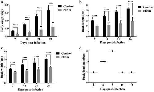 Figure 2. Influence of rJNm infection on body weight, beak development and survival of Cherry Valley Pekin ducks. (a) Measurement of body weight at 7, 14, 21, 28 days post-infection of 2-day-old ducks. (b) Measurement of beak length. (c) Measurement of beak width. ****, p < .0001, significant difference between the infection group and control group. (d) Death numbers of ducks observed at different days post-infection.