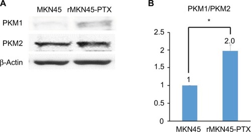 Figure 6 (A) Western blot analysis of PKM1 and PKM2. β-Actin was used as an internal control. (B) PKM1/PKM2 ratio calculated based on densitometric values of PKM1 and PKM2.Notes: The PKM1/PKM2 ratio is presented relative to that of MKN45 cells (taken as 1.0). *P < 0.05.Abbreviations: PKM, pyruvate kinase muscle; PTX, paclitaxel.