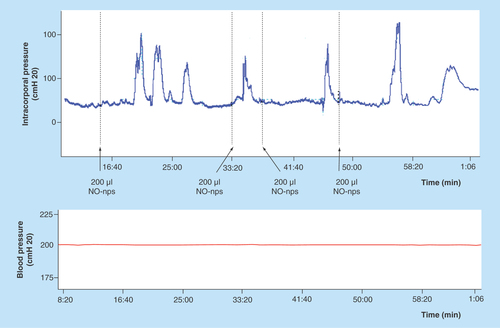 Figure 3.  Example of a continuous trace of intracorporal pressure (upper panel) and systemic blood pressure (lower panel) over the course of an experiment following administration of 200 μl NO-nanoparticles performed topically on the rat penis.The time points of application of the NO-nanoparticles are shown by the arrows.NO: Nitric oxide.Reproduced with permission from [Citation24] © Wiley (2010).