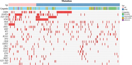 Figure 1. Mutational spectrum according to age and karyotype distribution. Significant mutations identified in two age groups are shown. Some were associated with elderly AML patients and some mutations co-occurred or were exclusive.