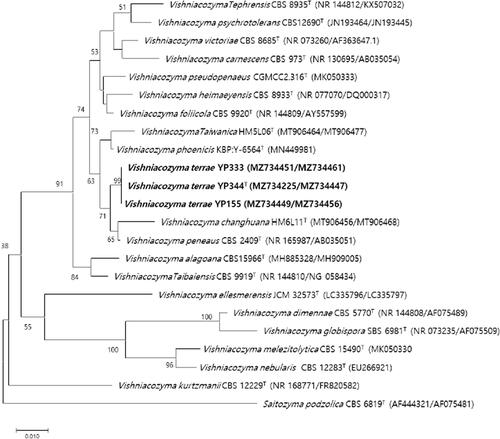 Figure 1. Phylogenetic tree based on the concatenated sequences of the D1/D2 region of the LSU rRNA gene and ITS regions and constructed by the neighbor-joining method, shows relationships between strains of a novel species (YP344, YP155, and YP333) and closely related species. The novel species described in this manuscript are highlighted in bold. Saitozyma podzolica CBS 6819T was used as outgroup. Bootstrap values >50% (% of 1000 replications) were shown at branch points. Accession numbers were shown in parentheses. Bar, 0.01 substitutions per nucleotide position.