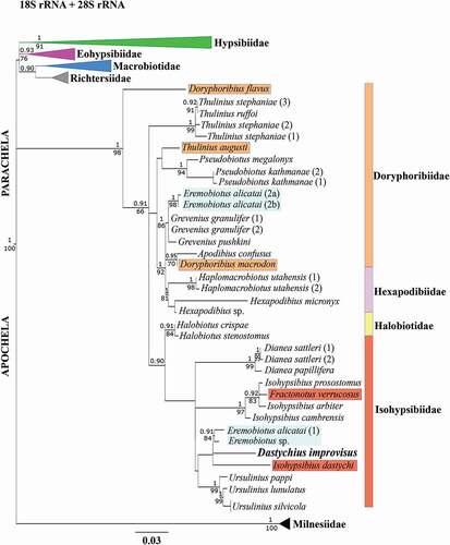 Figure 5. The phylogenetic position (Bayesian and maximum likelihood analyses) of Dastychius improvisus analyzed by the combined 18S rRNA and 28S rRNA data sets under GTR + G + I model. The supporting bootsrap values are given under branches (maximum likelihood analysis, ML); while values above branches indicate posterior probability values (Bayesian analysis, BI). Branches with support below 66% in ML and below 0.9 in BI were collapsed. The GenBank accession numbers of all the sequences applied are given in Table A1. Species with a questionable position on the phylogenetic tree were marked with appropriate colors corresponding to their family. In turn, all sequences of Eremobiotus alicatai and Eremobiotus sp. (marked in blue) are still questionable and needed revision which of them are correct