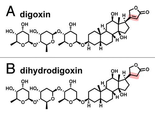 Figure 1. Chemical structures of digoxin (A) and its cardioinactive metabolite, dihydrodigoxin (B). The double bond in the lactone ring (highlighted) becomes saturated, which reduces the affinity for its target, a Na+/K+ ATPase expressed in heart tissue.